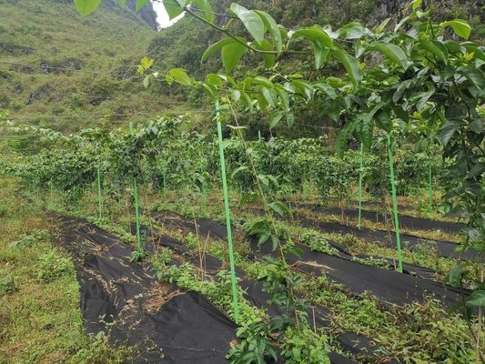 Posti di impianto in GFRP anti-invecchiamento personalizzabili per il taglio di giardini/alberi