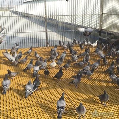 Soluzione per pavimenti per pollame/uccelli/colombi