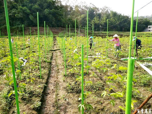 Servizio di taglio Colli da giardino flessibili ad alta resistenza per il palo di supporto della serra