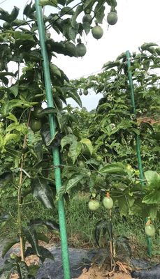 Pallone di supporto per alberi in FRP anti-invecchiamento ad estremità affilata per bastoncini di piante lisci a seconda dei requisiti