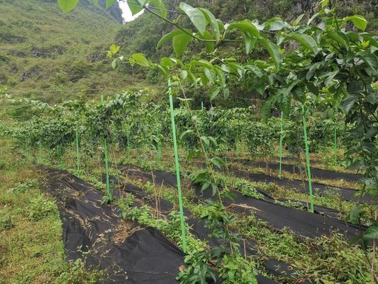 Pallone di supporto per alberi in FRP anti-invecchiamento ad estremità affilata per bastoncini di piante lisci a seconda dei requisiti