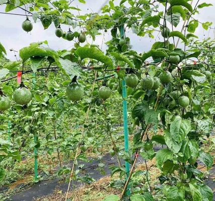 Servizio di taglio del tubo in FRP personalizzabile per il sostegno degli alberi del frutteto in serra