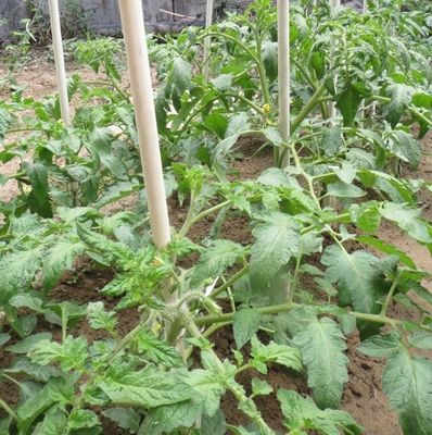 1 m a 11,6 m di lunghezza Piante in fibra di vetro ad alta resistenza per alberi di pomodoro e fagioli