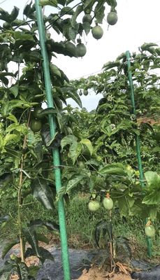 1 m a 11,6 m di lunghezza Poli di supporto in FRP per la tecnica di pultrusione di canne da vigneto